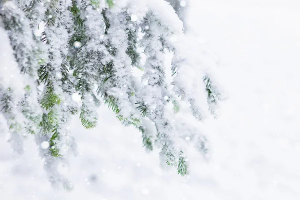 Äste mit Schnee bedeckt — Stockfoto