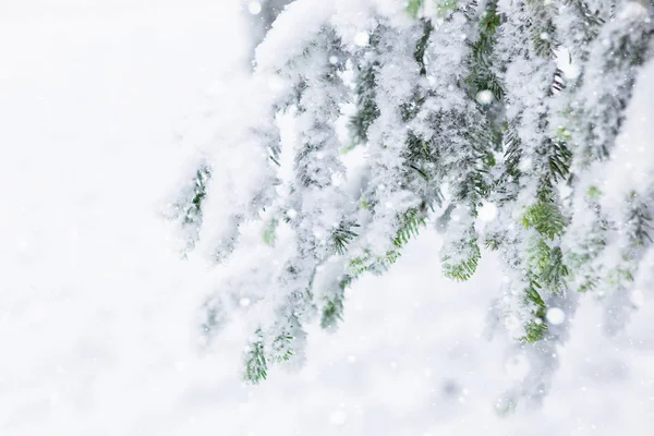 Äste mit Schnee bedeckt — Stockfoto