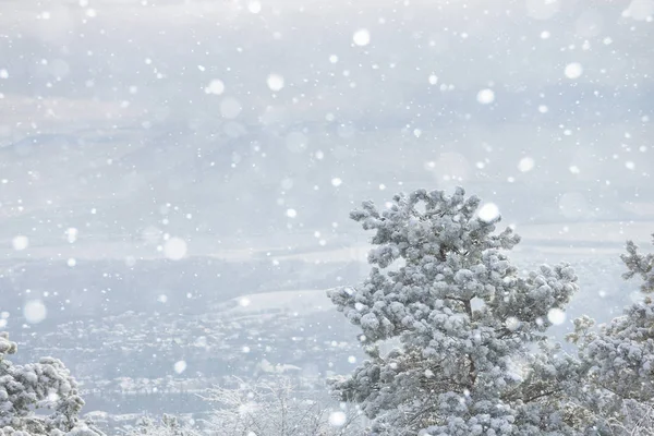 Ramos cobertos de neve — Fotografia de Stock