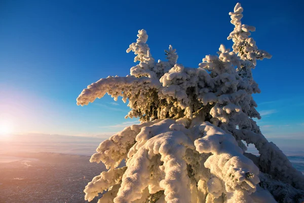 Ветви покрытые снегом — стоковое фото
