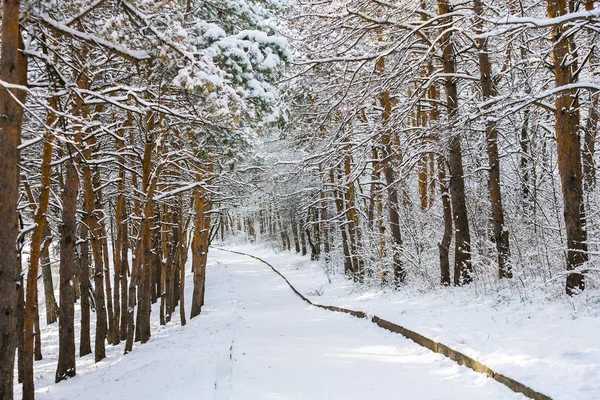 Camino en el bosque de invierno —  Fotos de Stock