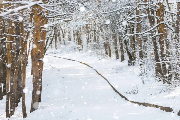 Caminho na floresta de inverno — Fotografia de Stock