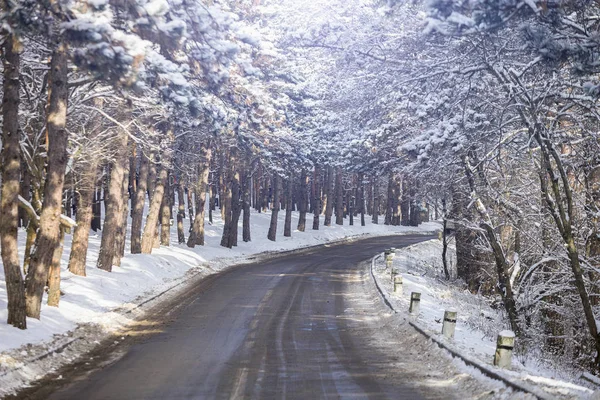 冬の森を抜ける道 — ストック写真
