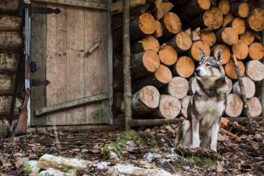 dog near the hunting lodge clipart