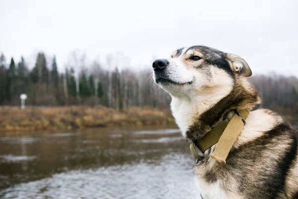 Hunting dog in boat — Stock Photo, Image