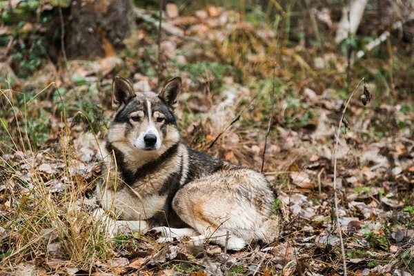 Cane da caccia nella foresta. — Foto Stock