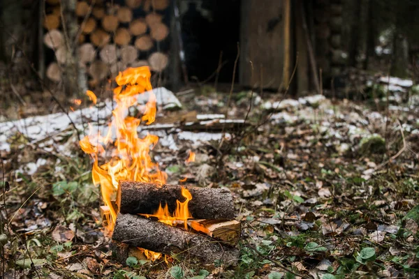 Brûler le feu de joie dans la forêt — Photo