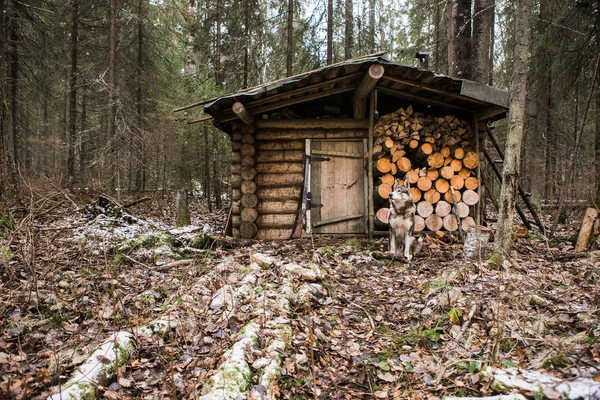 Câine lângă cabana de vânătoare — Fotografie, imagine de stoc