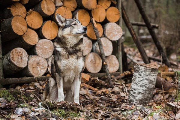 Köpek avcı kulübesi yakınında — Stok fotoğraf