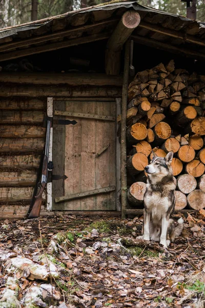 Chien près du pavillon de chasse — Photo