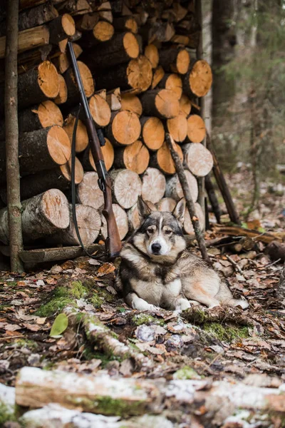 Perro cerca de la cabaña de caza —  Fotos de Stock