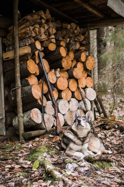 Hund in der Nähe der Jagdhütte — Stockfoto