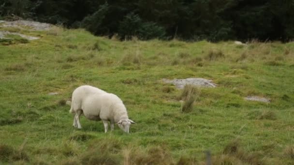 Пастування овець на зеленому лузі — стокове відео
