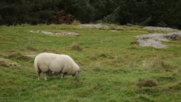 Pastoreo de ovejas en prado verde — Vídeos de Stock
