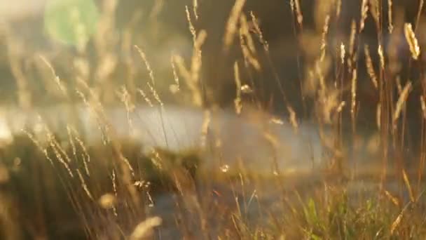 Goldenes Grasflechten bei Sonnenuntergang — Stockvideo