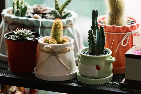 Malé kaktusy a sukulenty — Stock fotografie