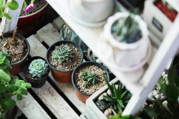 Pequenos cactos e suculentas — Fotografia de Stock