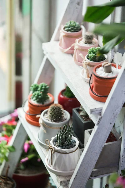 Pequenos cactos e suculentas — Fotografia de Stock