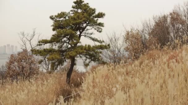 Roseaux dans le parc asiatique — Video