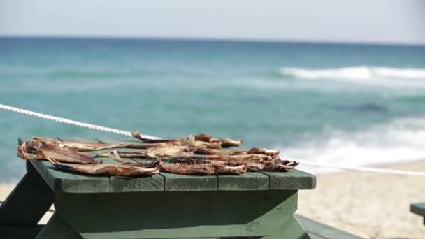Sušené stingray na pláži — Stock video