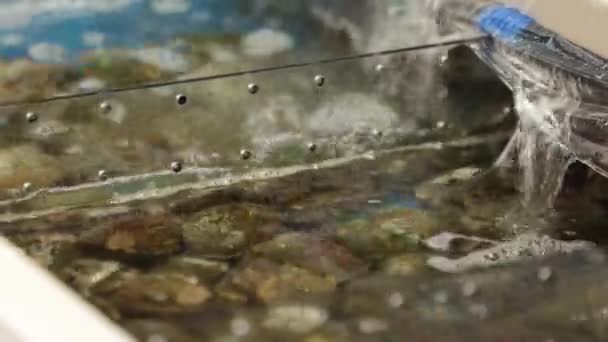 贻贝，在海鲜市场 — 图库视频影像