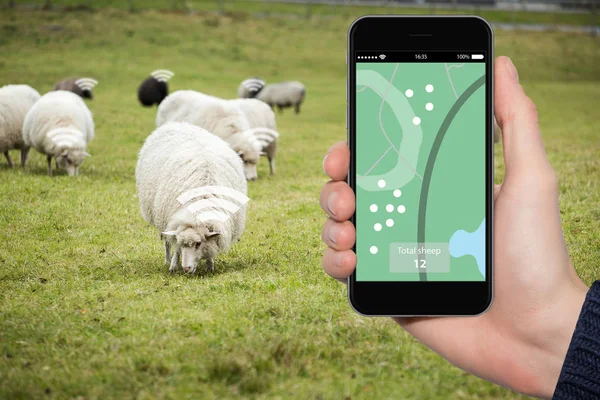 Sheep tracking monitoring in smart farm. — Stock Photo, Image
