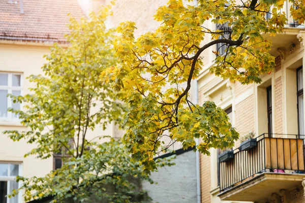 Ветвь осеннего дерева против окон — стоковое фото