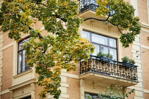 Ramo di albero di autunno contro finestre — Foto Stock