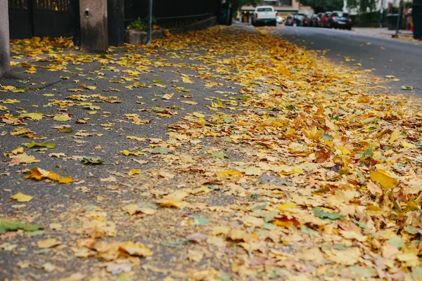 Folhas de outono na rua — Fotografia de Stock