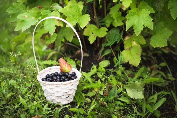 Fresh black currant berries — Stock Photo, Image