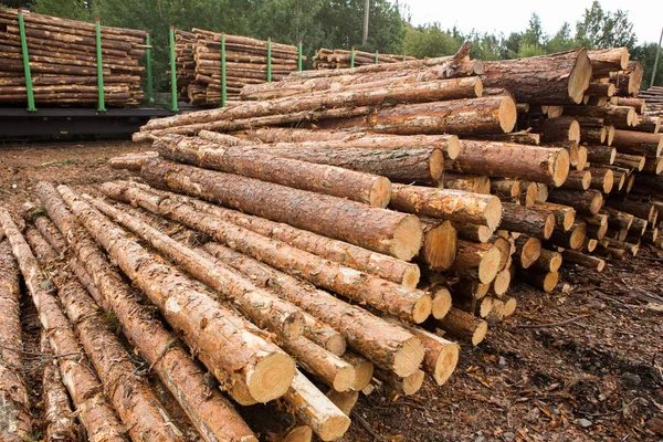 Склад древесины . — стоковое фото