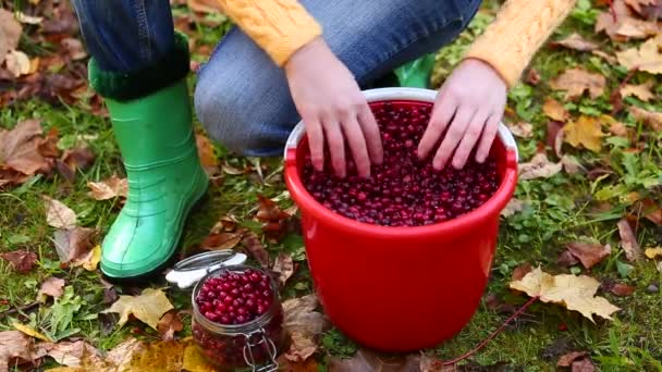 Frau sortiert Preiselbeeren — Stockvideo