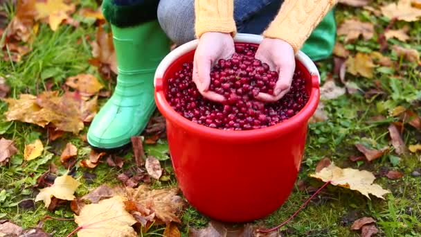 Kvinna sortering tranbär — Stockvideo