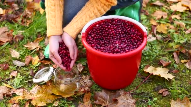 Kvinna sortering tranbär — Stockvideo