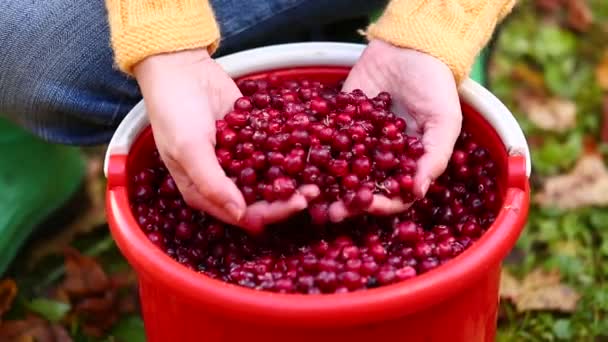 Mulher classificando cranberries — Vídeo de Stock