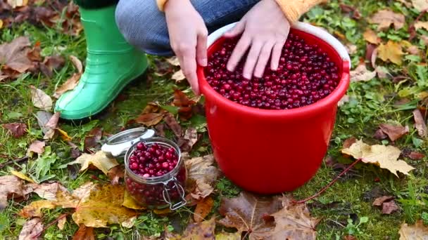 Woman sorting cranberries — Stock Video