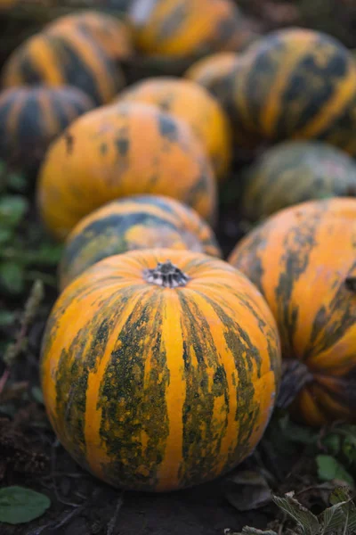 Pumpa fältet på ekologisk gård — Stockfoto