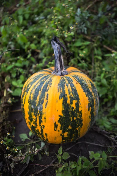 Pumpa fältet på ekologisk gård — Stockfoto