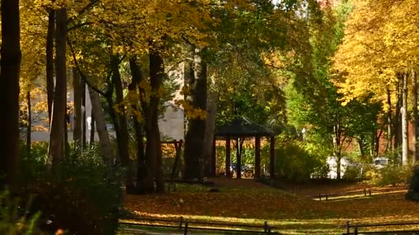 Callejón en el parque público de otoño — Vídeos de Stock