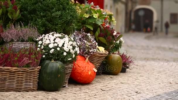 秋季花卉装饰与南瓜 — 图库视频影像