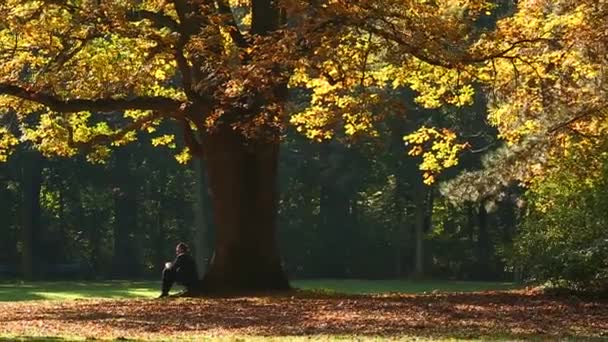 Hombre sentado en las raíces del árbol en el parque — Vídeos de Stock