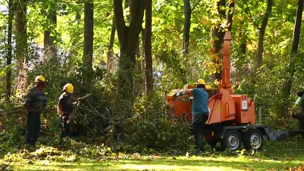 Trabajadores reciclando árboles rotos en el parque — Vídeo de stock