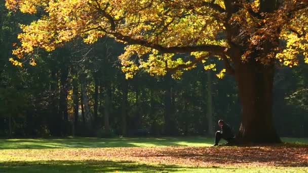 Hombre sentado en las raíces del árbol en el parque — Vídeos de Stock