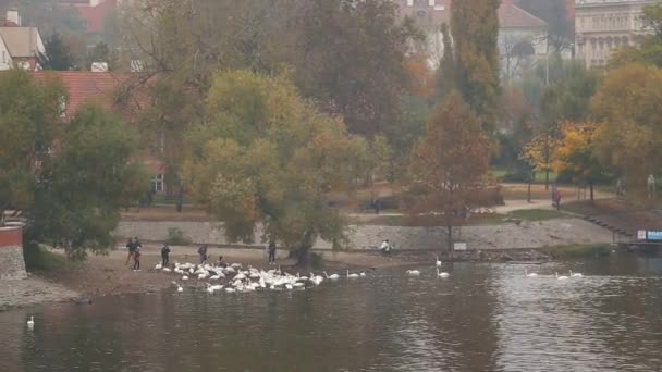 People feeding swans on river bank — Stock Video