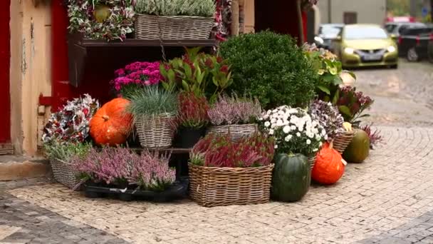 カボチャと秋の花の装飾 — ストック動画