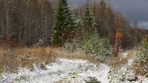 Caçador com espingarda de caça andando na floresta — Vídeo de Stock