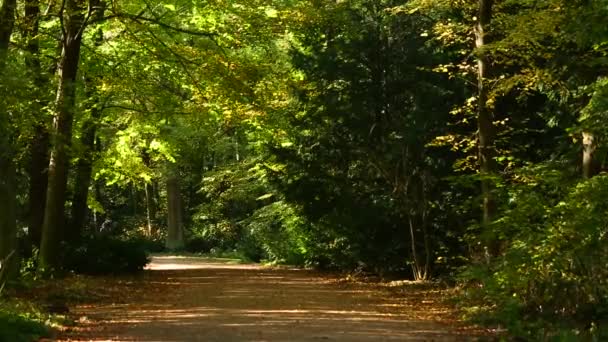 Allée dans le parc public d'automne — Video