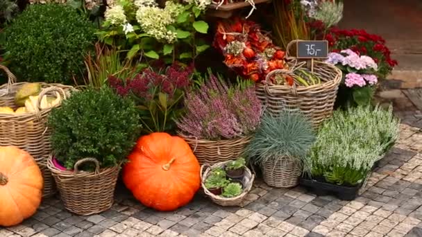 Höstens blomma inredning med pumpor — Stockvideo