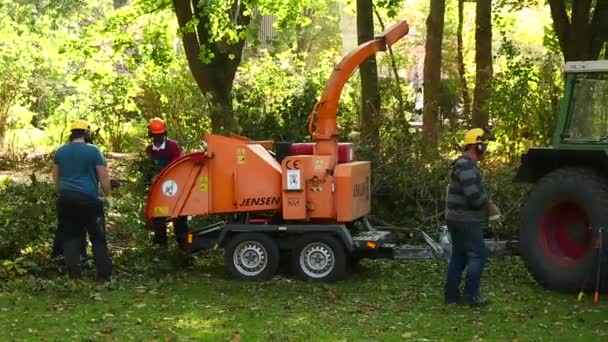 Trabajadores reciclando árboles rotos en el parque — Vídeo de stock