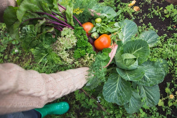 Žena v ruce košík plný zeleniny. — Stock fotografie